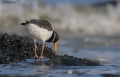 Oystercatcher 0410_4